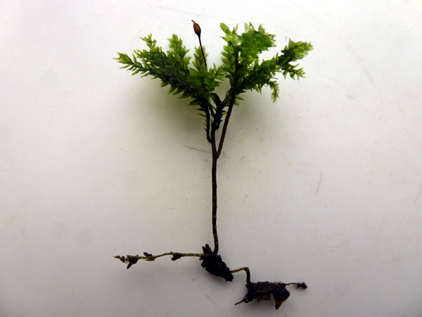 Thamnobryum alleghaniense